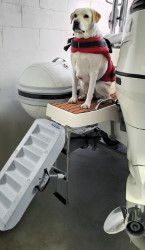 Paws up Badeleiter für Hunde 